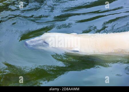 Eisbär (Ursus maritimus) Stockfoto