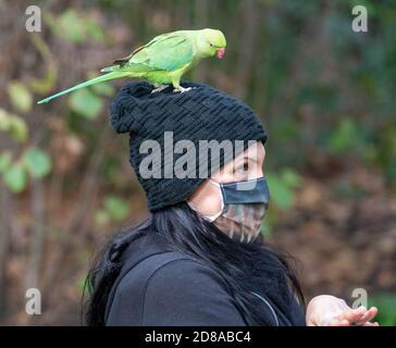 London, Großbritannien. Oktober 2020. Wetter, Besucher füttern die Sittiche und Eichhörnchen im St James Park London in der Herbstsonne. Kredit: Ian Davidson/Alamy Live Nachrichten Stockfoto