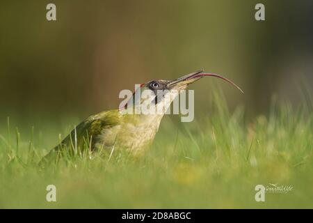 Der Grünspecht Picus viridis ernährt sich hauptsächlich von Ameisen.Hier sieht man wie lange seine zunge ist. Stockfoto