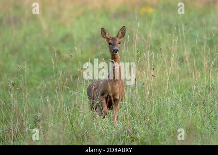 Die Europäische Reh, auch als die westlichen Rehe, chevreuil, oder einfach Rehe oder Reh genannt, ist eine Pflanzenart aus der Gattung der Hirsche. Stockfoto