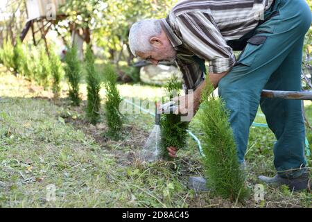 Bauer wässern frisch gepflanzte Bäume im Garten Stockfoto