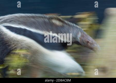 Großer Ameisenbär (Myrmecophaga Tridactyla) Stockfoto