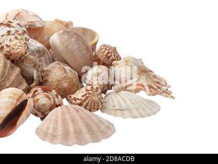 Gruppe von Muscheln auf weißem Hintergrund isoliert. Stockfoto