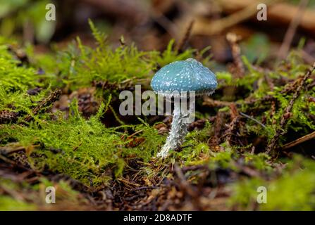 Stropharia aeruginosa, allgemein bekannt als der Grünpilz, ist ein mittelgroßer grüner, schleimiger Waldpilz, der auf Rasen, Mulch und Waldbeet gefunden wird Stockfoto