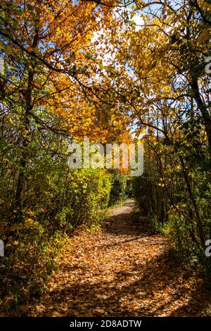 Herbststraße in Stadt Waldpark mit gefallenen Blättern und Überhängende orangefarbene Äste an einem blauen Himmel mit weißen Wolken Stockfoto