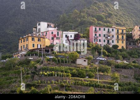 CORNIGLIA, ITALIEN - 14. Aug 2020: Corniglia, Italien, 14. August 2020, farbenfrohe Häuser auf dem Berg in Cinque Terre Stockfoto