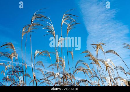 Der Wind schüttelt das weiße, federige Gras auf dünnen Stängeln Vor dem Hintergrund eines Baumes mit braunen Blättern Stockfoto