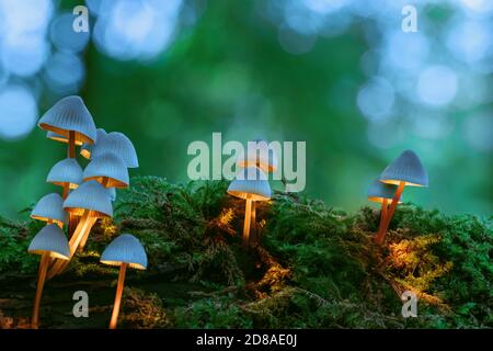Gruppe magischer glühender weißer Pilze auf grünem Moos mit verschwommenem Waldhintergrund. Warmweiß leuchtende Pilze, die wie Lampen im Schlafzimmer aussehen, Fanta Stockfoto