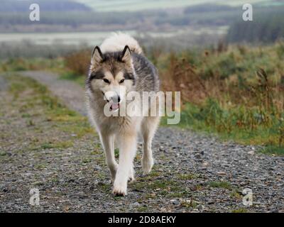 Weibliche Alaskan Malamute zu Fuß in Richtung Kamera, Großbritannien Stockfoto