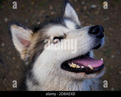 Weibliche Alaskan Malamute Porträt, Großbritannien Stockfoto