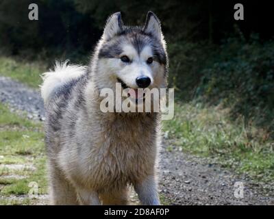 Frau Alaskan Malamute läuft auf Kamera, Großbritannien Stockfoto