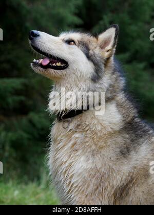 Weibliche Alaskan Malamute, Großbritannien Stockfoto