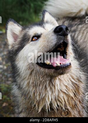 Weibliche Alaskan Malamute, die aufschaut, Großbritannien Stockfoto