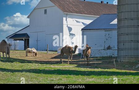 Kamelherde gesehen in Dutch Pennsylvania auf einem Amish Farm an einem sonnigen Frühlingstag Stockfoto