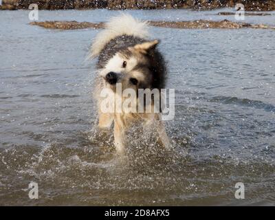 Weibliche Alaskan Malamute, die Wasser abschüttelt, Cornwall, Großbritannien Stockfoto