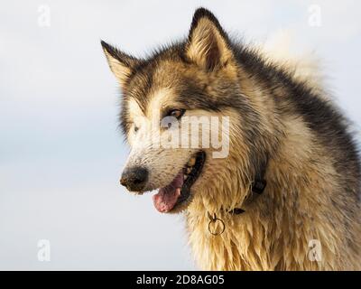 Porträt eines Alaskan Malamute am Strand, Cornwall, Großbritannien Stockfoto