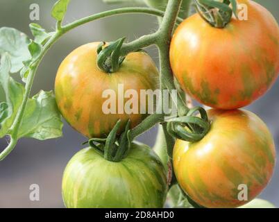 Tigerella Tomaten auf der Rebe wächst im Gewächshaus . Stockfoto