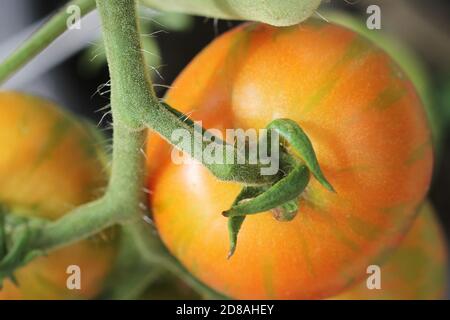 Tigerella Tomaten auf der Rebe wächst im Gewächshaus . Stockfoto