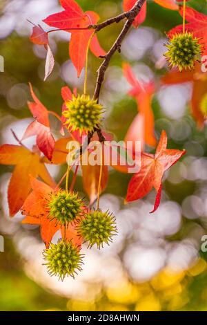 Detail von liquidambar (Süßgummibaum) Samen mit verschwommenem Hintergrund - herbstlicher Hintergrund Stockfoto