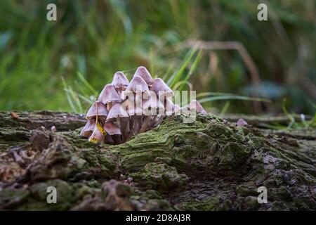 Gewöhnliche Bonnet Mycena galericulata Toadstools oder Pilzpilze Cluster auf Verfallendes Holz auf Waldboden in Lincolnshire England im Herbst Oktober Stockfoto