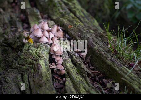 Gewöhnliche Bonnet Mycena galericulata Toadstools oder Pilzpilze Cluster auf Verfallendes Holz auf Waldboden in Lincolnshire England im Herbst Oktober Stockfoto