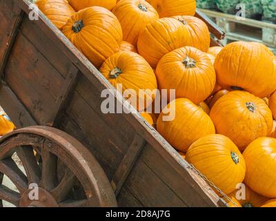 Alte Holzkarre mit reifen orangen Kürbissen in der Ernte geladen Zeit Stockfoto