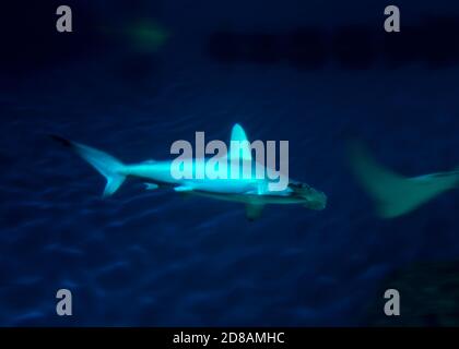 Große Hammerhai (Sphyrna mokarran), den Ba Planet Acuarium, Kopenhagen, Dänemark, Europa Stockfoto