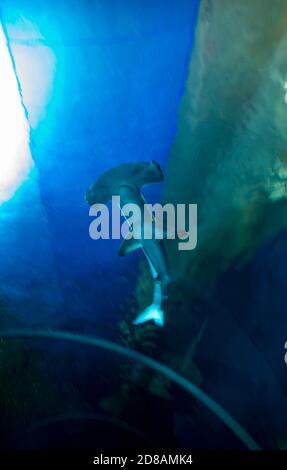 Große Hammerhai (Sphyrna mokarran), den Ba Planet Acuarium, Kopenhagen, Dänemark, Europa Stockfoto