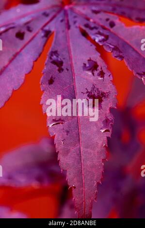 Makro-Nahaufnahme eines Acer Leaf im Herbst Stockfoto