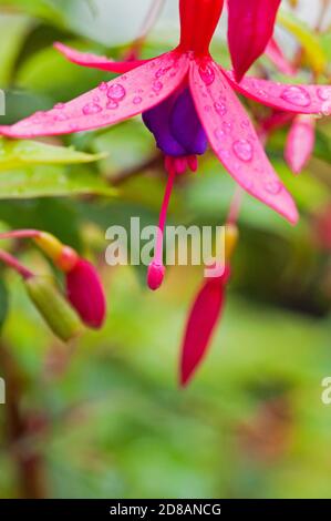 Regen tropft auf einer Fuchsia-Pflanze Stockfoto