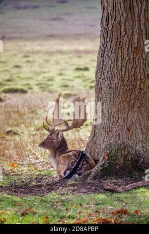Damhirsch (Dama dama) mit Palmatengeweih, der im Herbst in der Brunftzeit unter einem Baum im Petworth Deer Park, Petworth, West Sussex, ruht Stockfoto