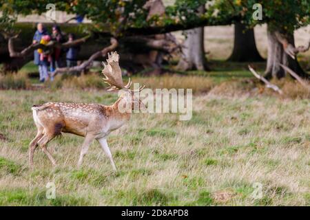 Ein Damhirsch (Dama dama) Buck mit Palmatengeweih spaziert in der Herbstbrunnsaison in der Nähe von Zuschauern im Petworth Deer Park, Petworth, West Sussex Stockfoto