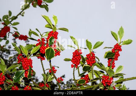 Rote Beeren, Stechbeerenpastete, auf Ilex-Baumzweig mit stacheligen grünen Blättern vor Himmelshintergrund. Weihnachten Feiertage Hintergrund Stockfoto