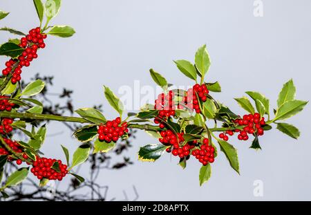 Festliche rote Stechbeeren wachsen auf Ilex Stechpalme Ast. Winterhimmel Hintergrund mit Kopierraum. Bunches als Weihnachtsdekoration verwendet Stockfoto