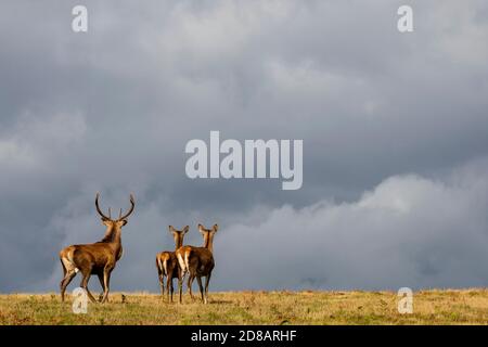 Ein männlicher Hirsch und seine beiden weiblichen Does schauen sich um Das bewölkte Wetter Stockfoto