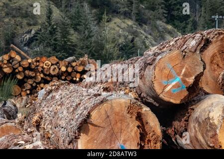 Holzstämme aus Kiefernwäldern, die in einen Stapel eingestapelt sind Das Dorf Sayward in Kanada mit Wald in der Hintergrund Stockfoto