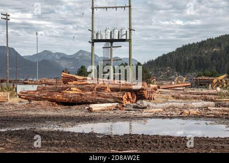 Holzstämme aus Kiefernwäldern in einem Haufen im Dorf Sayward in Kanada mit Bergen im Hintergrund gestapelt. Selektiver Fokus. Stockfoto