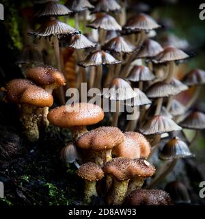 Waldpilze im Herbst Stockfoto