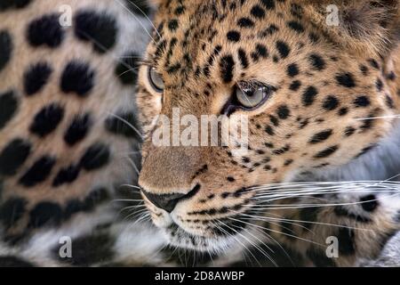 Amur-Leopard-Weibchen (Profil, Nahaufnahme) Stockfoto