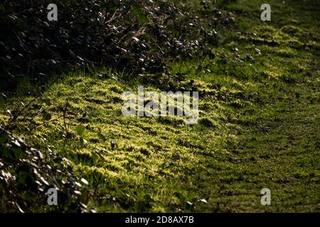 Gras in einem Park Stockfoto