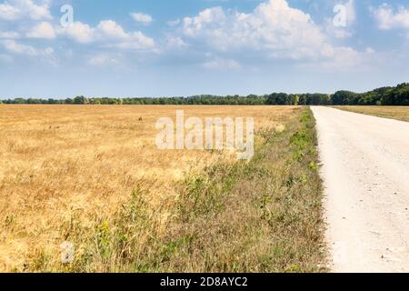 Schmutz- und Staubstraße, die durch die goldenen Weizenlandfelder führt, sonniges Wetter mit blauem Himmel Stockfoto