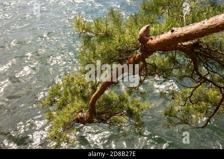 Kiefernbaum Zweig überhängt Wasser des Comer Sees in Varenna Stockfoto