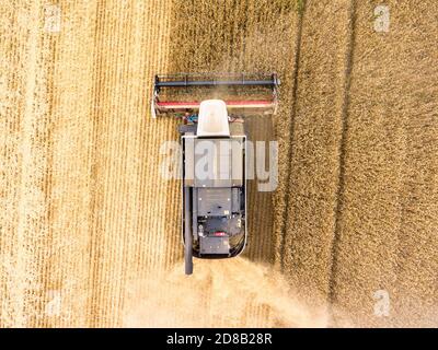 Mähdrescher-Drescher mit Tankwagen ist auf einem Weizenfeld in Arbeit, Draufsicht Stockfoto