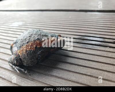 Stierfrosch auf der Veranda aus der Nähe. Stockfoto