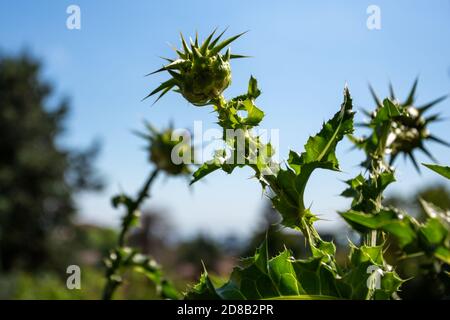 Stacheldistel Pflanze gegen blauen Himmel Stockfoto
