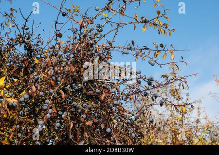 Bromthorn Beeren oder Schlehen nass von regnerischen Nacht am Morgen Sonnenlicht im Herbst Stockfoto