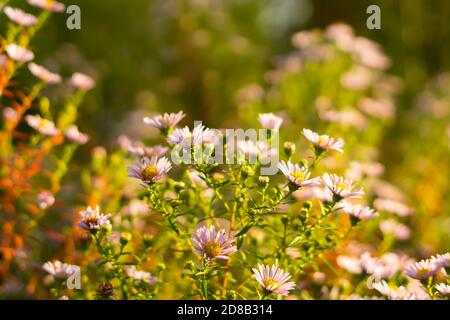 Europäische Michaelmas Gänseblümchen Stockfoto