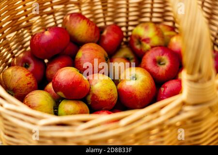 Apfelkorb Stockfoto