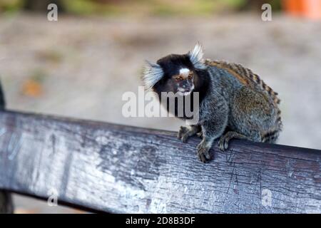 Titi Affe Callithrix jacchus im Wald von Rio de Janeiro, Brasilien. Stockfoto