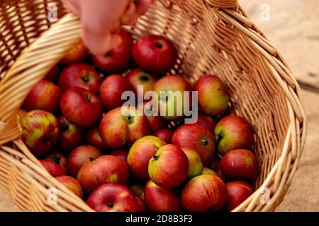Apfelkorb Stockfoto